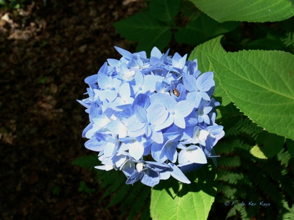 Bois des Moutiers (21) Summer 2012